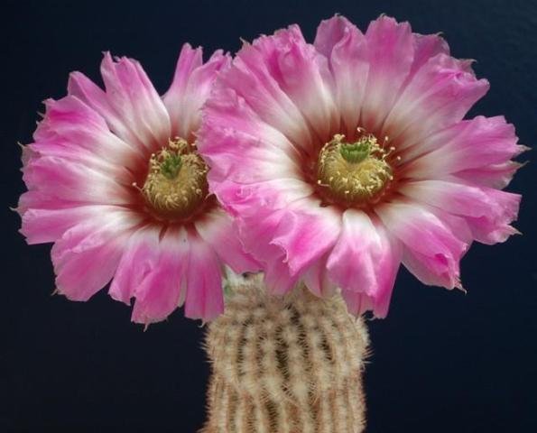Echinocereus_fitchii